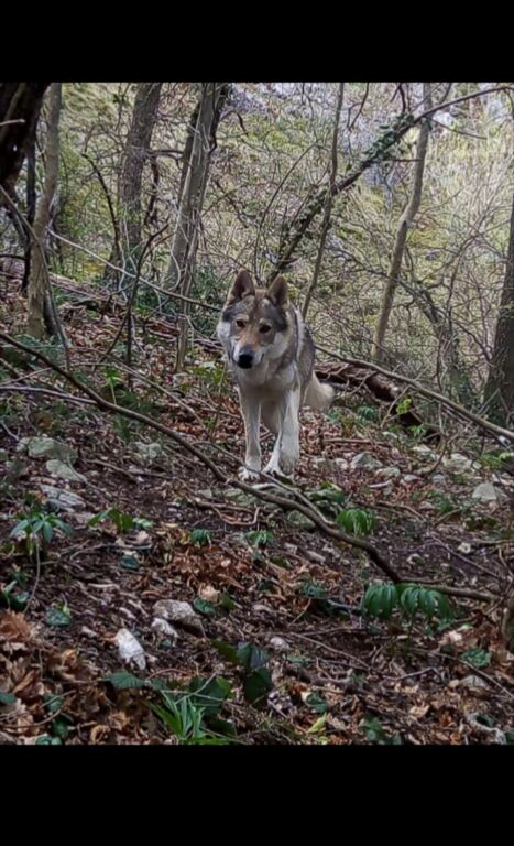 4855341 Cuccioli di lupo cecoslovacco