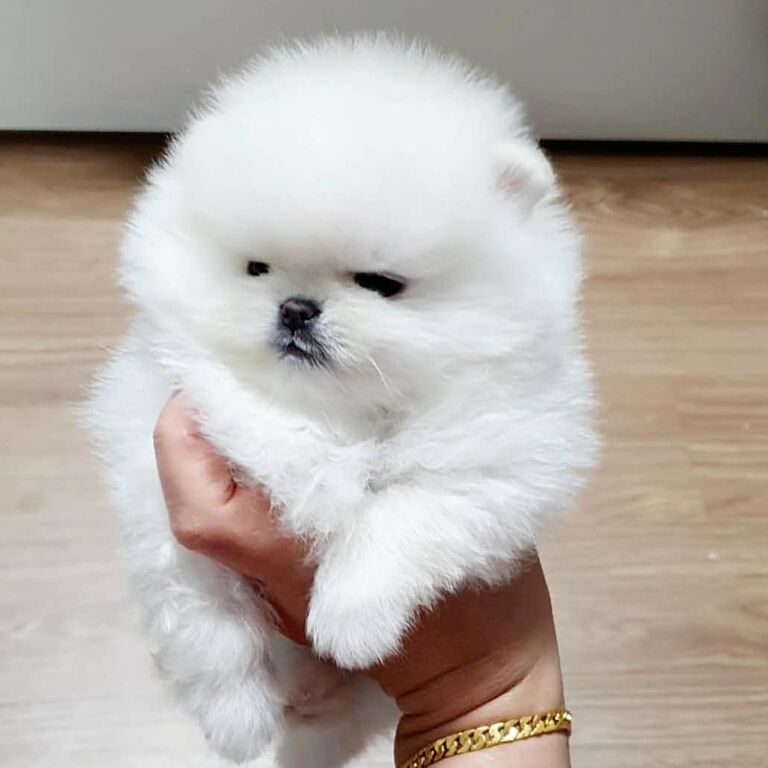 4358744  Cuccioli Volpino Pomerania